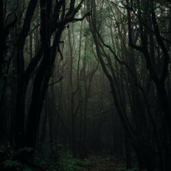 The Forest