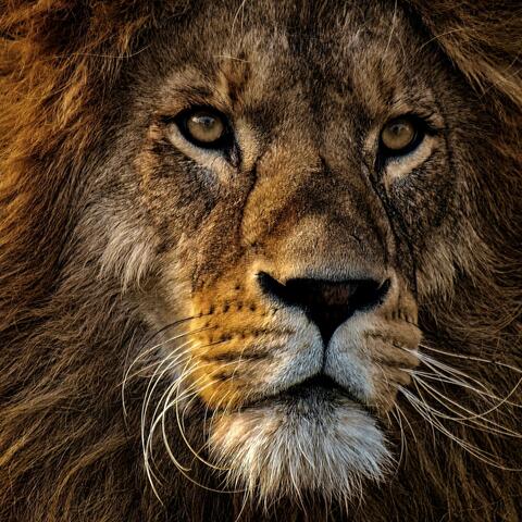 King Leo