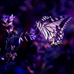 Butterflies