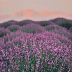 Lavender