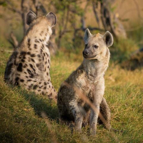 Hyenas of the Streets