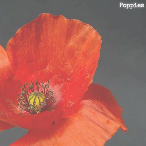 Poppies