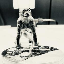 Skibidi Bebop Glizzy Toilet