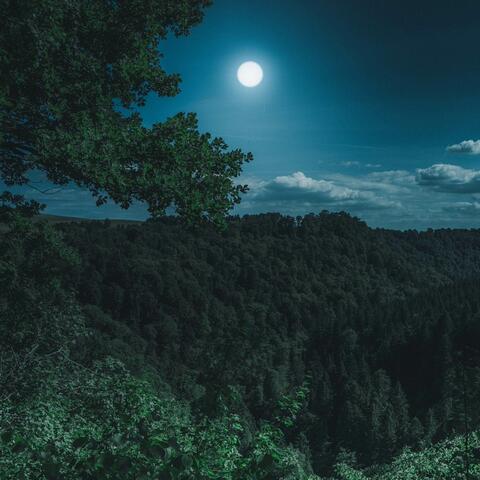 A Moonlit Path