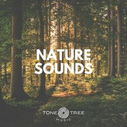 Nature Sounds (Forest)