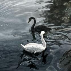 La Valse des Marées