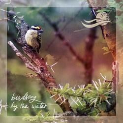 Birds in a Quiet Forest (loopable) at Providence Bay