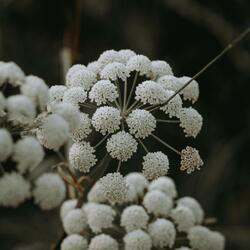 ANGELICA