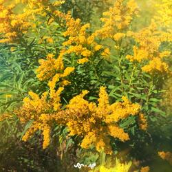 Goldenrod