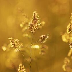 From Ashes to Gold