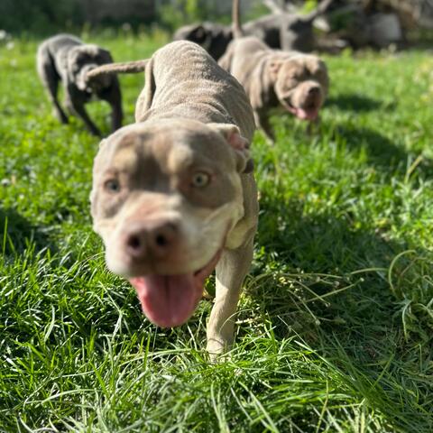 I Got Pocket Bullies