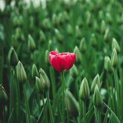 Tulip awakens