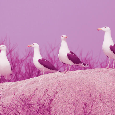 Gull