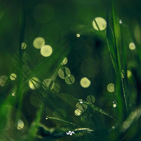Fernlight