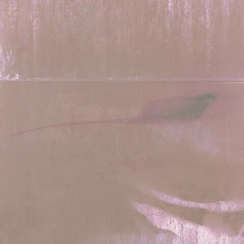 Nocturne for a Ghost Ship