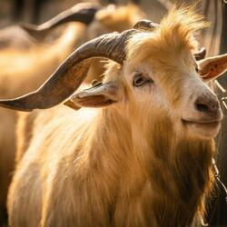 such a fn goat