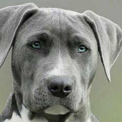 DawG (YahUah)