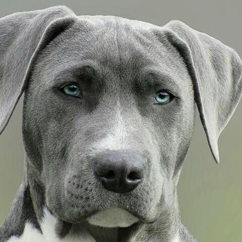 DawG (YahUah)