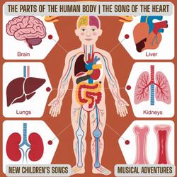 The Parts Of The Human Body | The Song Of The Heart – New Children's Songs
