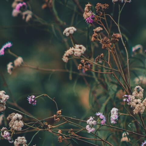 Monkshood