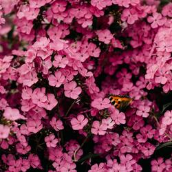 Camellia Thinks