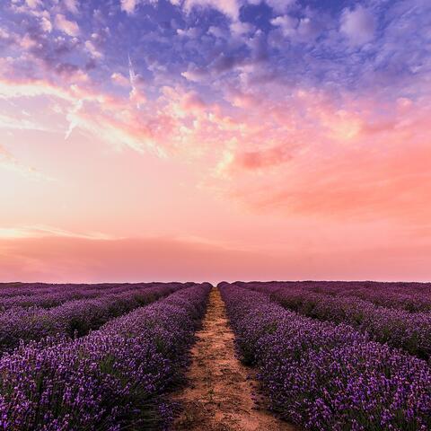 Lavender Fades