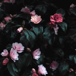 Peony