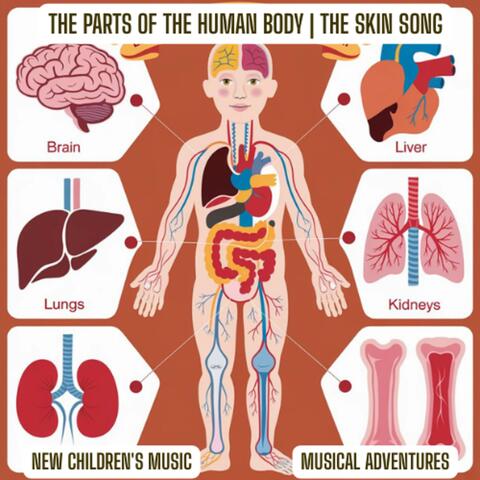 The Parts Of The Human Body | The Skin Song – New Children's Music