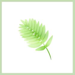 Herb