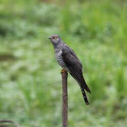 Cuckoo