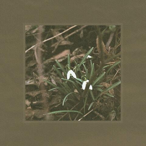 Snowdrop