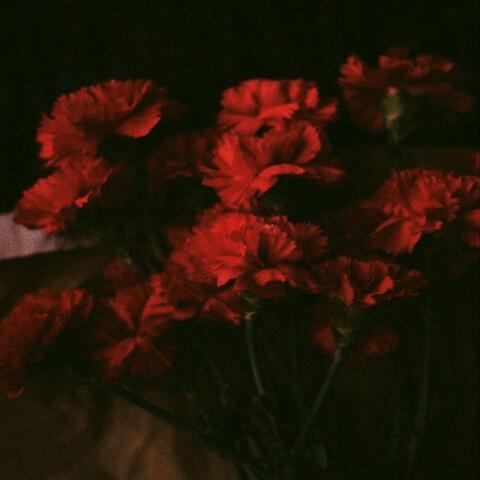 CLAVELES ROJOS