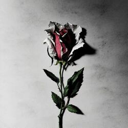 WILTED