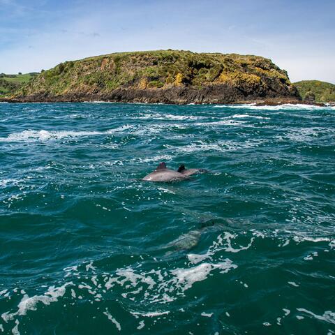 Archipelago