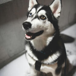 Dog Barking Right Now, Man