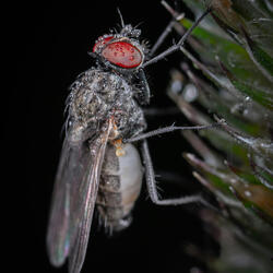 Levels Down Like Flies