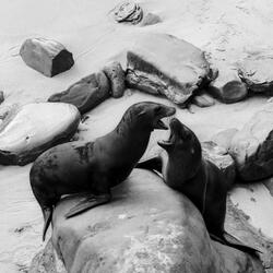 welcome on my shadow