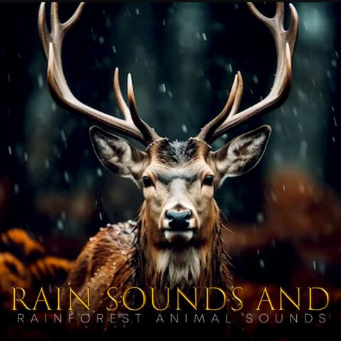 Rain Sounds And Rainforest Animals Sounds