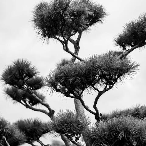 Verizon in His Stomach