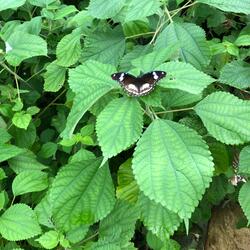 Marching up the Pyramid
