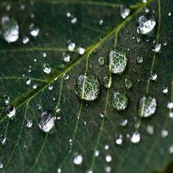 Drops