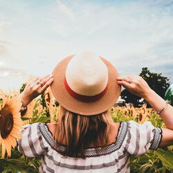 Sunflowers