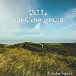 Tall, bending grass