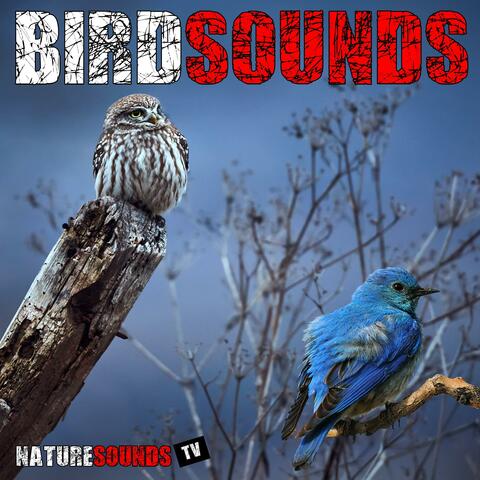 Bird Sounds