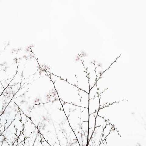 Hush