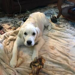 Witches on Broomsticks