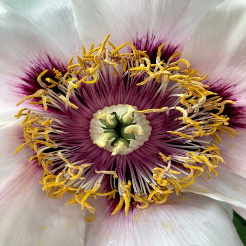 Gotta Love That Acid