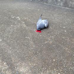 razors on the shadow of my face