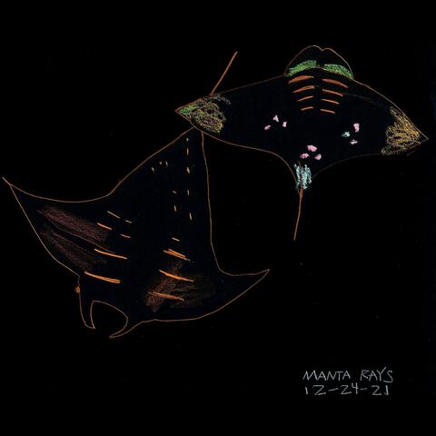 Manta Ray