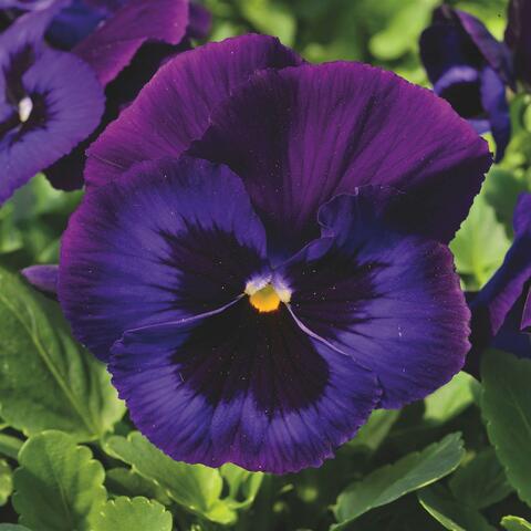 Violet